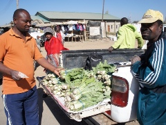 農園の新鮮な白菜をマーケットで販売開始