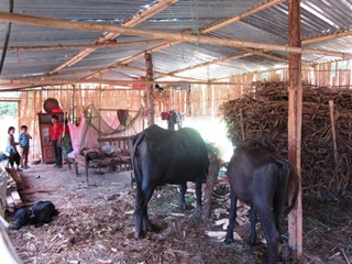 ④養鶏小屋は5世帯が暮らすには狭すぎ、家畜と同じスペースではいつ病気になってもおかしくありません