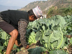 農業研修後、新たな野菜栽培に取り組む農家