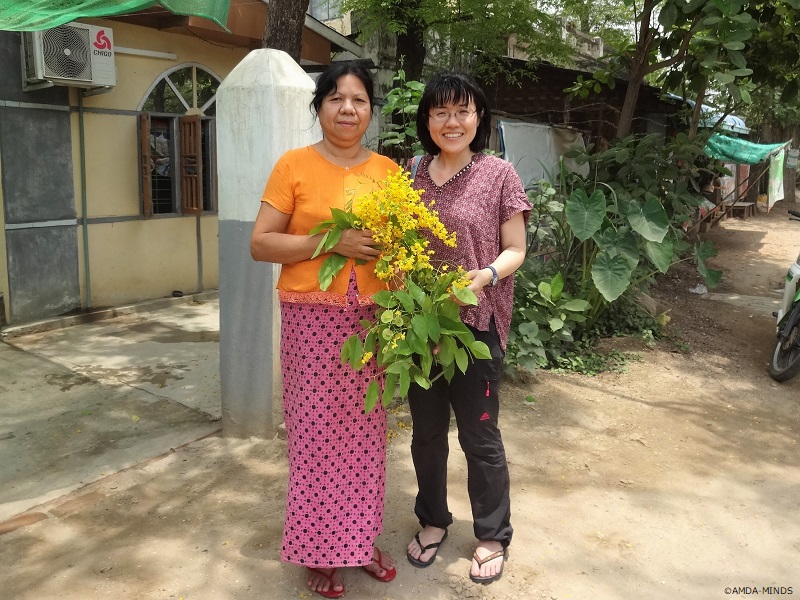 ミャンマーの国花パダウ。水かけ祭りの時期に咲きます
