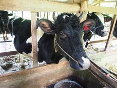 シンジャイ県の牛です