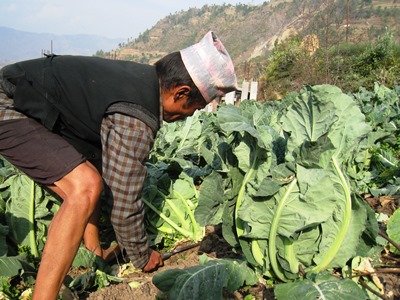 プロジェクトを実施している村でカリフラワーを収穫する住民